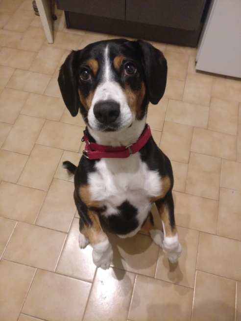 Christopher Torgalson's dog Wensleydale demonstrates her sitting trick.