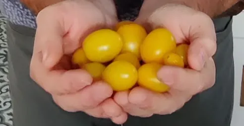 Simon shows off a tomato crop