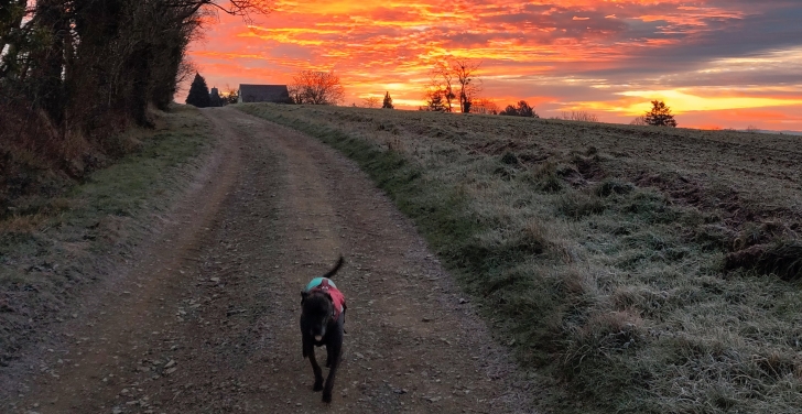 Ruby having a little run during a sunrise walk.