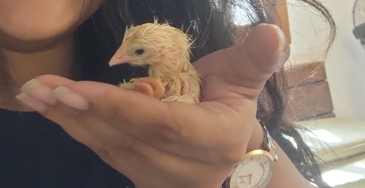 Layal Khatib holds a newly hatched chicken.